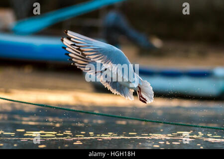 Mouette rieuse Chroicocephalus ridibundus, un plumage d'hiver prend son envol d'oiseaux dans le port en contre-jour, St Mary, Îles Scilly, octobre Banque D'Images