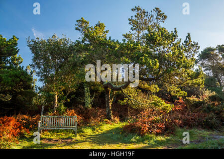 Un banc sous un pin, St Mary, Îles Scilly, Banque D'Images