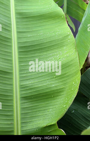 Des feuilles de bananier après la pluie avec des gouttelettes Banque D'Images