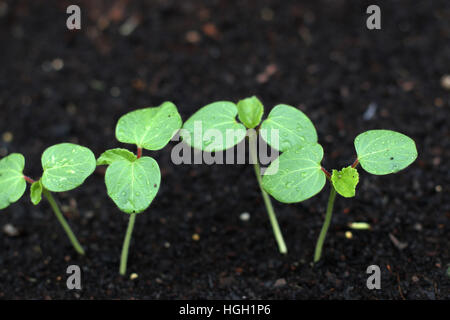 Close up of Okra germination du sol Semis Banque D'Images