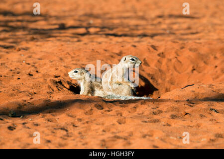 Deux écureuils terrestres (Ha83 inauris) dans le sable rouge, Désert du Kalahari, en Namibie Banque D'Images