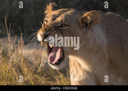 Lioness (Panthera leo) snarling, Chobe National Park, Botswana Banque D'Images