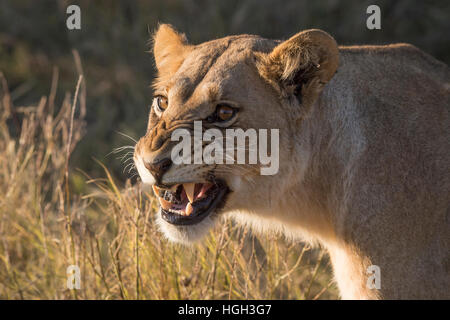 Lioness (Panthera leo) snarling, Chobe National Park, Botswana Banque D'Images