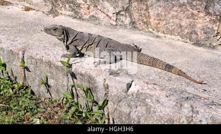 L'iguane noir, noir ou noir d'iguane aussi ctenosaur (Ctenosaura similis) soleil sur mur de pierre, ville maya de Uxmal Banque D'Images