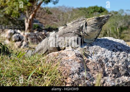 L'iguane noir, noir ou noir d'iguane aussi ctenosaur (Ctenosaura similis) au soleil sur la pierre, ville maya de Uxmal Banque D'Images