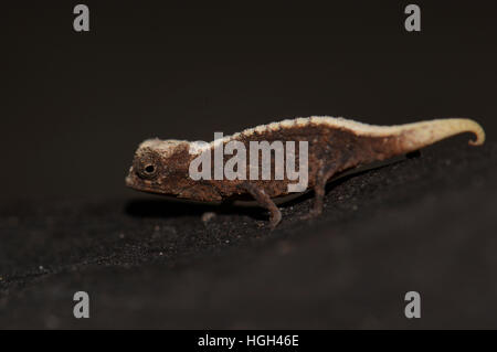 Caméléon nain mâle (Brookesia micra), l'un des plus petits reptiles dans le monde, le Parc National de Nosy Hara, Madagascar Banque D'Images