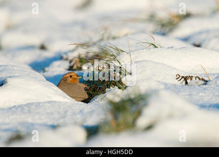 La perdrix grise (Perdix perdix ) se reposer, se cacher sur le terrain dans un pan de neige, comportement secret, sur une journée d'hiver ensoleillée. Banque D'Images