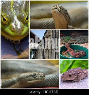 Collage avec reptiles et amphibiens Banque D'Images