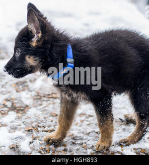 Chiot berger allemand debout dans la neige Banque D'Images