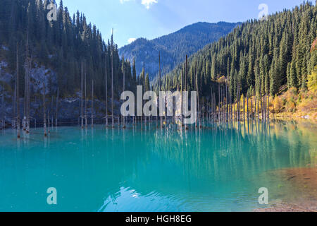 Lac Kaindy au Kazakhstan connu aussi sous le nom de lac Birch Tree ou dans l'eau de la forêt. Banque D'Images