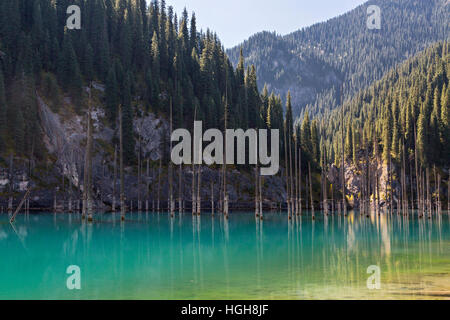 Lac Kaindy au Kazakhstan connu aussi sous le nom de lac Birch Tree ou dans l'eau de la forêt. Banque D'Images