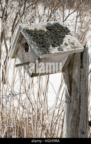 La nidification des oiseaux fort couvert de glace après une tempête de glace. Le fond est recouvert de neige et d'hiver et d'arbustes morts yarrow et fleurs sauvages Banque D'Images