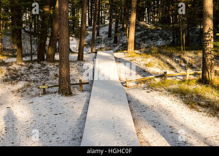 Promenade touristique avec pied pistes sur route d'hiver dans la neige profonde dans le lonely forest Banque D'Images