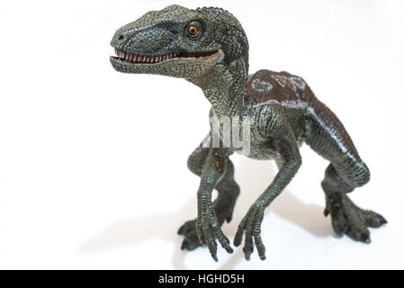 Velociraptor sur fond blanc Banque D'Images