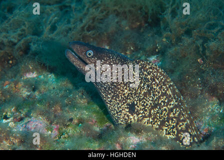 Murène noire, Muraena helena, Muraenidae, Tor Paterno aire marine protégée, lazio, Italie, Mer Méditerranée. Banque D'Images