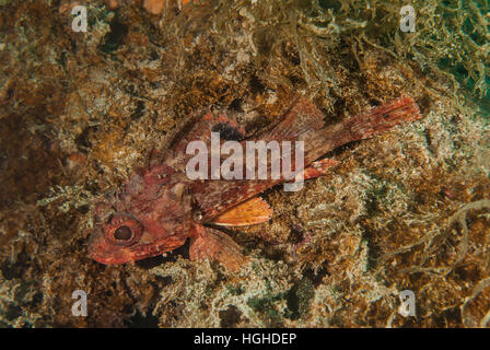 Petit rouge scorpionfish (Scorpaena notata), Scorpenidae, Tor Paterno aire marine protégée, lazio, Italie, Mer Méditerranée. Banque D'Images