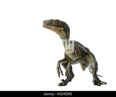 Velociraptor sur fond blanc Banque D'Images