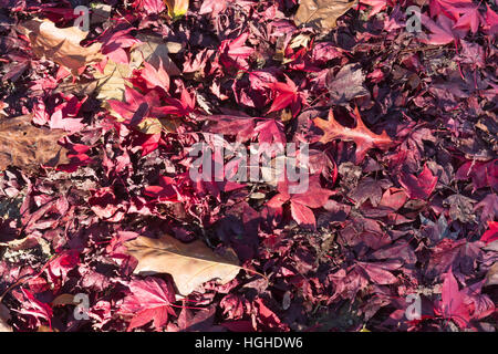 Feuilles mortes Banque D'Images