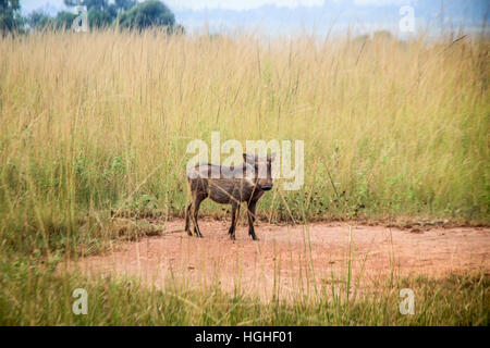 Phacochère avec à l'appareil photo dans le Parc National Kruger, Afrique du Sud. Banque D'Images