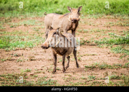 Phacochère avec à l'appareil photo dans le Parc National Kruger, Afrique du Sud. Banque D'Images