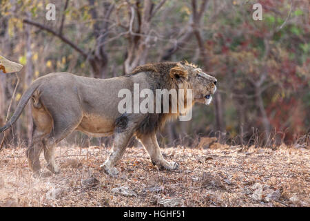 Lion d'Asie (Panthera leo persica) à Rif forêt, Gujarat, Inde. Banque D'Images