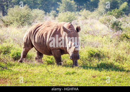 Le rhinocéros blanc du dehorned avec à l'appareil photo, Afrique du Sud. Banque D'Images