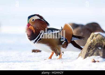 Beau canard mandarin marche sur le lac gelé dans un parc Banque D'Images