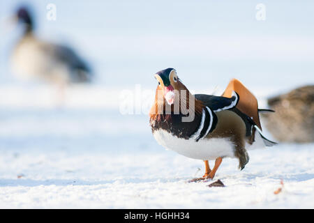 Beau canard mandarin marche sur le lac gelé dans un parc Banque D'Images