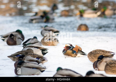 Canard mandarin solitaire dans le groupe de canards colverts en appui sur le lac gelé dans un parc Banque D'Images