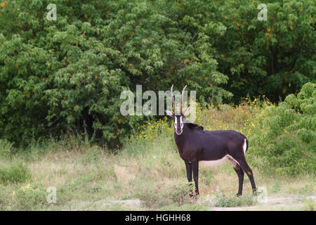 Hippotrague mâle dans le Delta de l'Okavango, au Botswana Banque D'Images