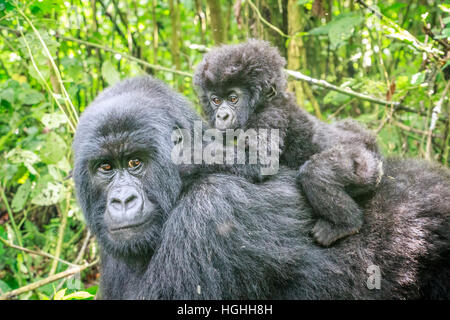 Bébé gorille de montagne assis sur le dos de sa mère dans le parc national des Virunga, en République démocratique du Congo. Banque D'Images