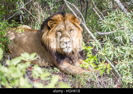 Grand mâle Lion avec à l'appareil photo dans le Parc National Kruger, Afrique du Sud. Banque D'Images