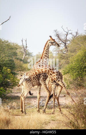Deux girafes combats dans le Parc National Kruger, Afrique du Sud. Banque D'Images