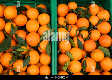 Beaucoup de panier d'oranges avec des traitements naturels sans additifs chimiques pour la vente sur le marché Banque D'Images