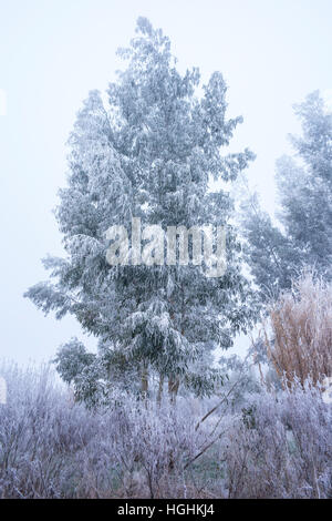 Eucalyptus gunnii en hiver sous le givre Banque D'Images