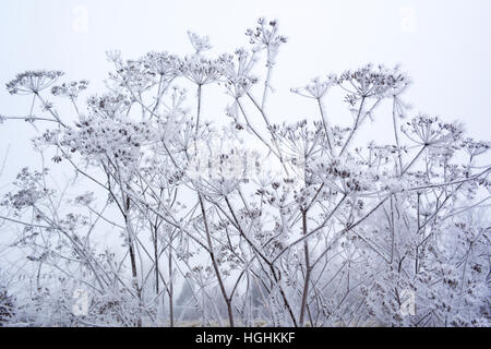 Les tiges et à ombelles de FENOUIL Foeniculum vulgare 'commune' ou 'Foeniculum officinale' sous le givre, en hiver (France) Banque D'Images