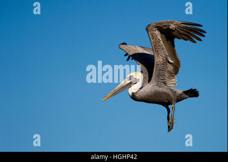 Un pélican brun juste après il décolle avec ses pieds pendant vers le bas et des ailes au-dessus de sa tête, devant un ciel bleu. Banque D'Images