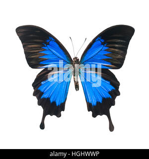 Spécimen de papillon isolated on white Banque D'Images