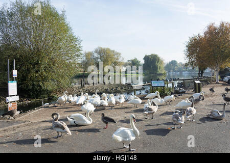 Swans par Tamise à Truss's Island, Staines-upon-Thames, Surrey, Angleterre, Royaume-Uni Banque D'Images