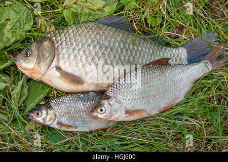 Les poissons d'eau douce qui vient d'être prise à partir de l'eau. Pile de la capture de poissons d'eau douce sur l'herbe verte. Plusieurs poissons poissons daurade, le carassin, Roach, poisson sombre Banque D'Images