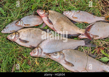 Les poissons d'eau douce qui vient d'être prise à partir de l'eau. Pile de la capture de poissons d'eau douce sur l'herbe verte. Plusieurs poissons poissons daurade, le carassin, Roach, poisson sombre Banque D'Images