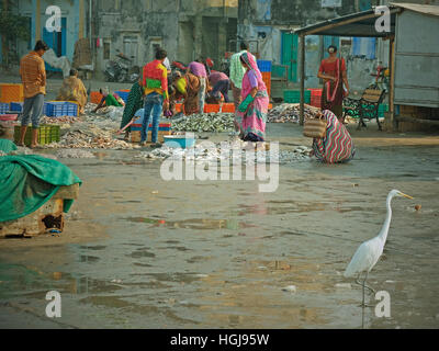 Les femmes tri du poisson sur le quai pour vendre au marché sur l'île de Diu. La pêche dans la mer d'Oman est un pilier de l'économie Banque D'Images