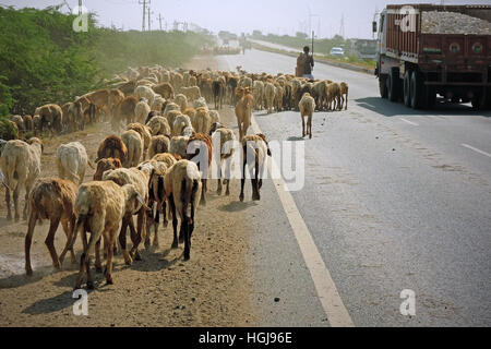 Les chèvres et les moutons sont parqués le long de la State highway près de Bhuj pour avoir accès aux pâturages traditionnels Banque D'Images