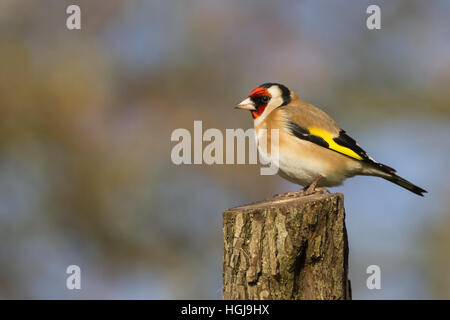 Chardonneret (Carduelis carduelis) perché sur vitre Banque D'Images