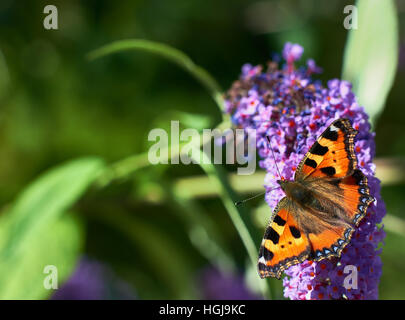 Papillon sur le lilas d'été Banque D'Images