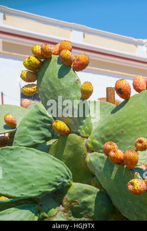 Prickley Pear dans le domaine du monastère Saint de Archange Michael Panormitis Symi Grèce Banque D'Images