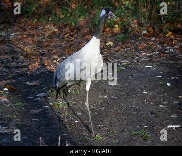 European Common Crane (Grus grus) en marche vers l'appareil photo Banque D'Images