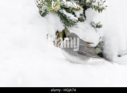 Junco ardoisé Banque D'Images