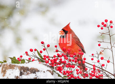 Cardinal rouge Banque D'Images