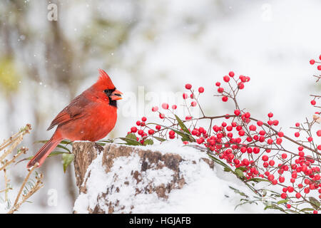 Cardinal rouge Banque D'Images